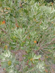 Clutia daphnoides