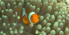 Amphiprion ocellaris