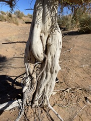 Haloxylon ammodendron