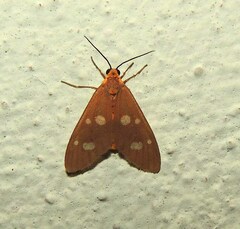 Dysauxes famula