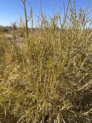 Haloxylon ammodendron