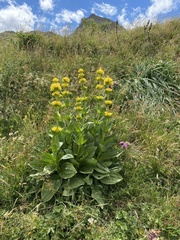 Gentiana lutea