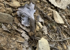 Craterellus cinereus