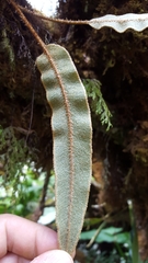 Elaphoglossum