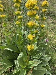 Gentiana lutea