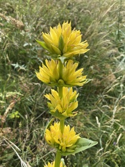 Gentiana lutea