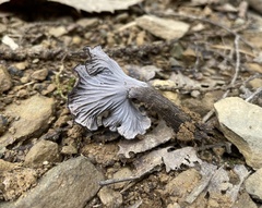 Craterellus cinereus