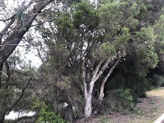 Melaleuca armillaris