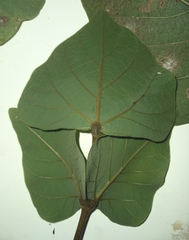Erythrina schliebenii