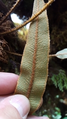 Elaphoglossum