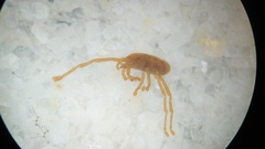 Erythraeidae