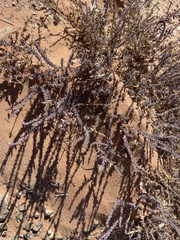 Reaumuria songarica