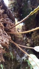 Elaphoglossum