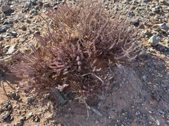 Reaumuria songarica