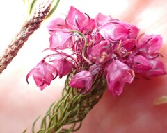 Erica cubica