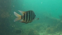 Abudefduf bengalensis