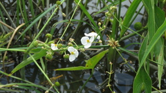 Sagittaria trifolia
