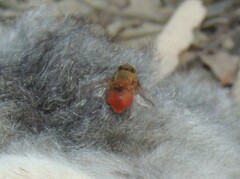 Calliphora ochracea