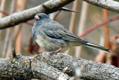 Junco hyemalis cismontanus