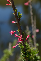 Fuchsia lycioides