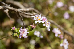 Moscharia pinnatifida