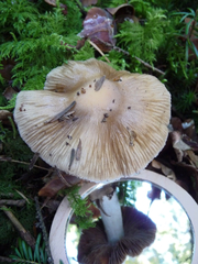 Cortinarius livido-ochraceus