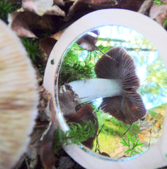 Cortinarius livido-ochraceus