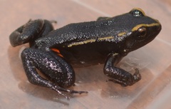 Lithodytes lineatus