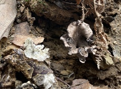 Craterellus cinereus