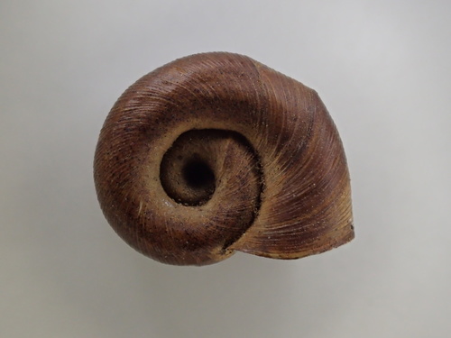 Planorbella tenuis