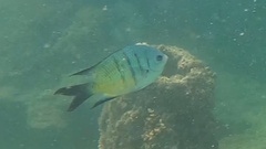 Abudefduf whitleyi