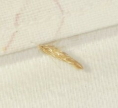 Pyroderces argyrogrammos