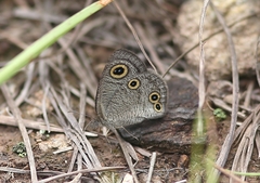 Ypthima norma