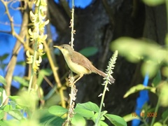 Prinia socialis