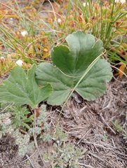Pelargonium lobatum