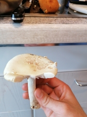 Amanita junquillea