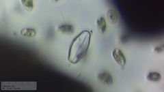 Eucocconeis flexella