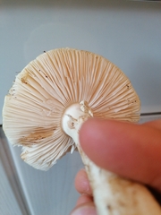 Amanita junquillea