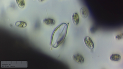 Eucocconeis flexella