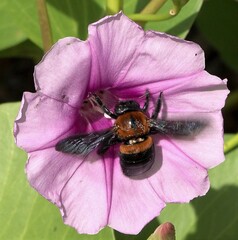 Xylocopa lateritia