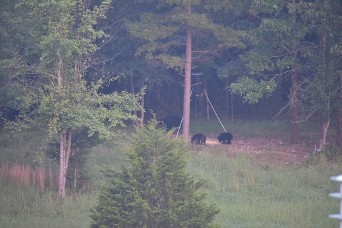 American Black Bear photographed in Arkansas