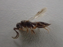 Megaspilidae