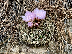 Gymnocalycium monvillei