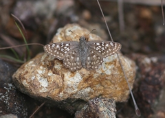 Caprona alida
