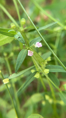 Scutellaria racemosa