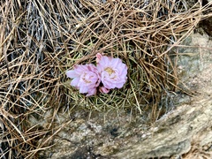 Gymnocalycium monvillei