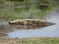 Crocodylus niloticus