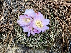 Gymnocalycium monvillei