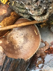 Lentinus brumalis
