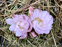 Gymnocalycium monvillei
